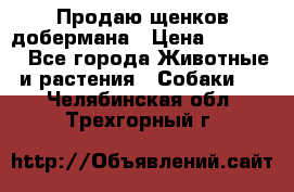 Продаю щенков добермана › Цена ­ 45 000 - Все города Животные и растения » Собаки   . Челябинская обл.,Трехгорный г.